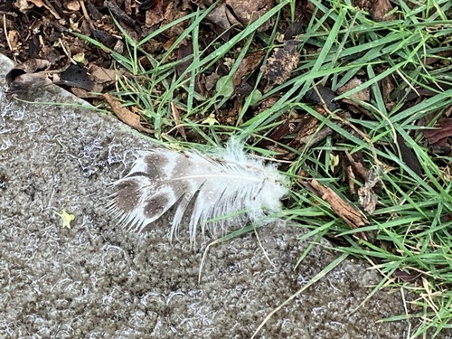 Plume de Canard à bec tacheté
