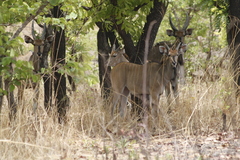 Tragelaphus derbianus