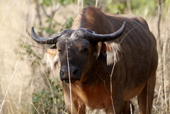 Syncerus caffer nanus