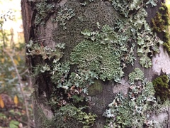 Menegazzia subsimilis