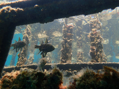 Sphaeramia orbicularis