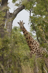Giraffa camelopardalis antiquorum