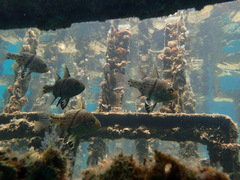 Sphaeramia orbicularis