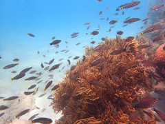 Cheilodipterus artus