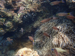 Cheilodipterus artus