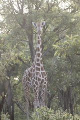 Giraffa camelopardalis antiquorum