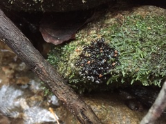 Peltigera hydrothyria