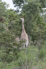 Giraffa camelopardalis antiquorum