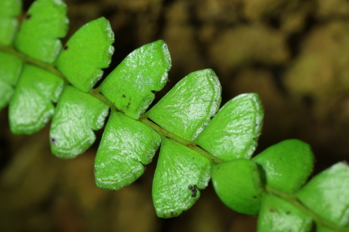 Lindsaea lucida observed 2023-05-01