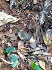 Cyclodomorphus gerrardii