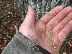 Usnea angulata