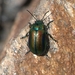 Chrysomelinae - Photo (c) Francesca Graziani, some rights reserved (CC BY-NC), uploaded by Francesca Graziani