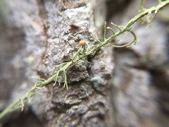 Usnea angulata