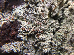 Lecanora appalachensis