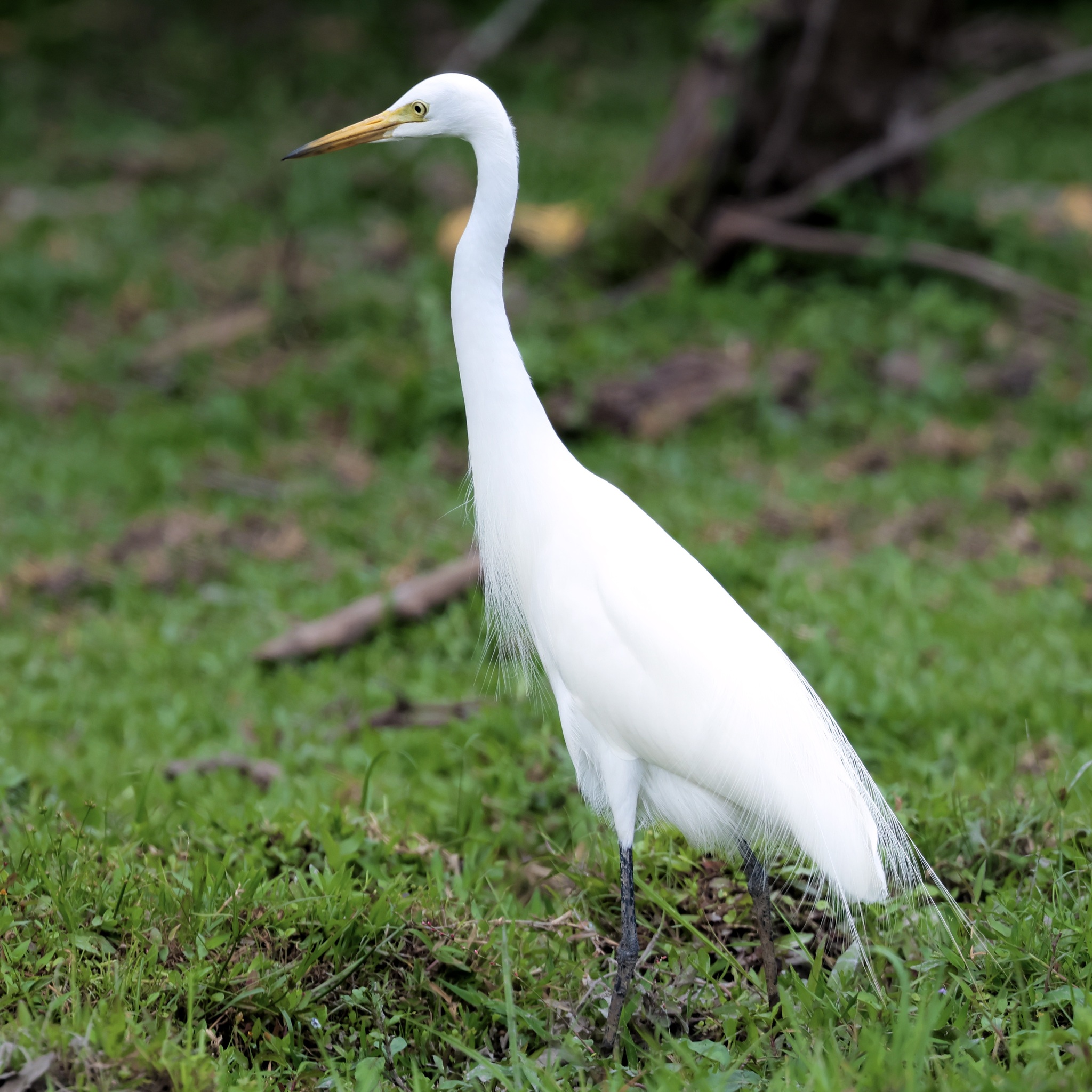 中白鷺(Ardea intermedia) · 愛自然-臺灣(iNaturalist Taiwan)