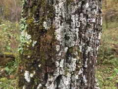 Lecanora appalachensis