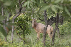 Alcelaphus buselaphus major