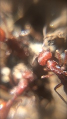 Pogonomyrmex occidentalis