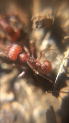 Pogonomyrmex occidentalis
