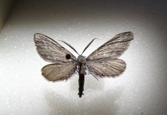 Glaucina nephos