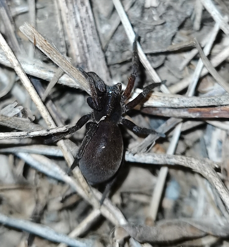 Arctosa ebicha