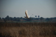Bubulcus ibis
