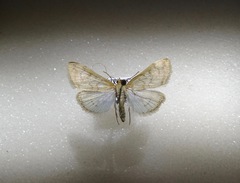 Hahncappsia pergilvalis