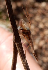 Chironomus crassicaudatus