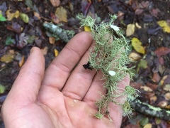 Usnea subfusca