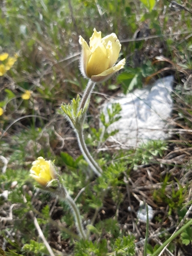 Pulsatilla albana