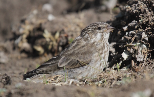 Ankober Serin (Crithagra ankoberensis), photo 2