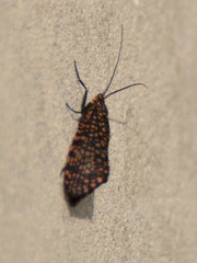 Oligostomis pardalis