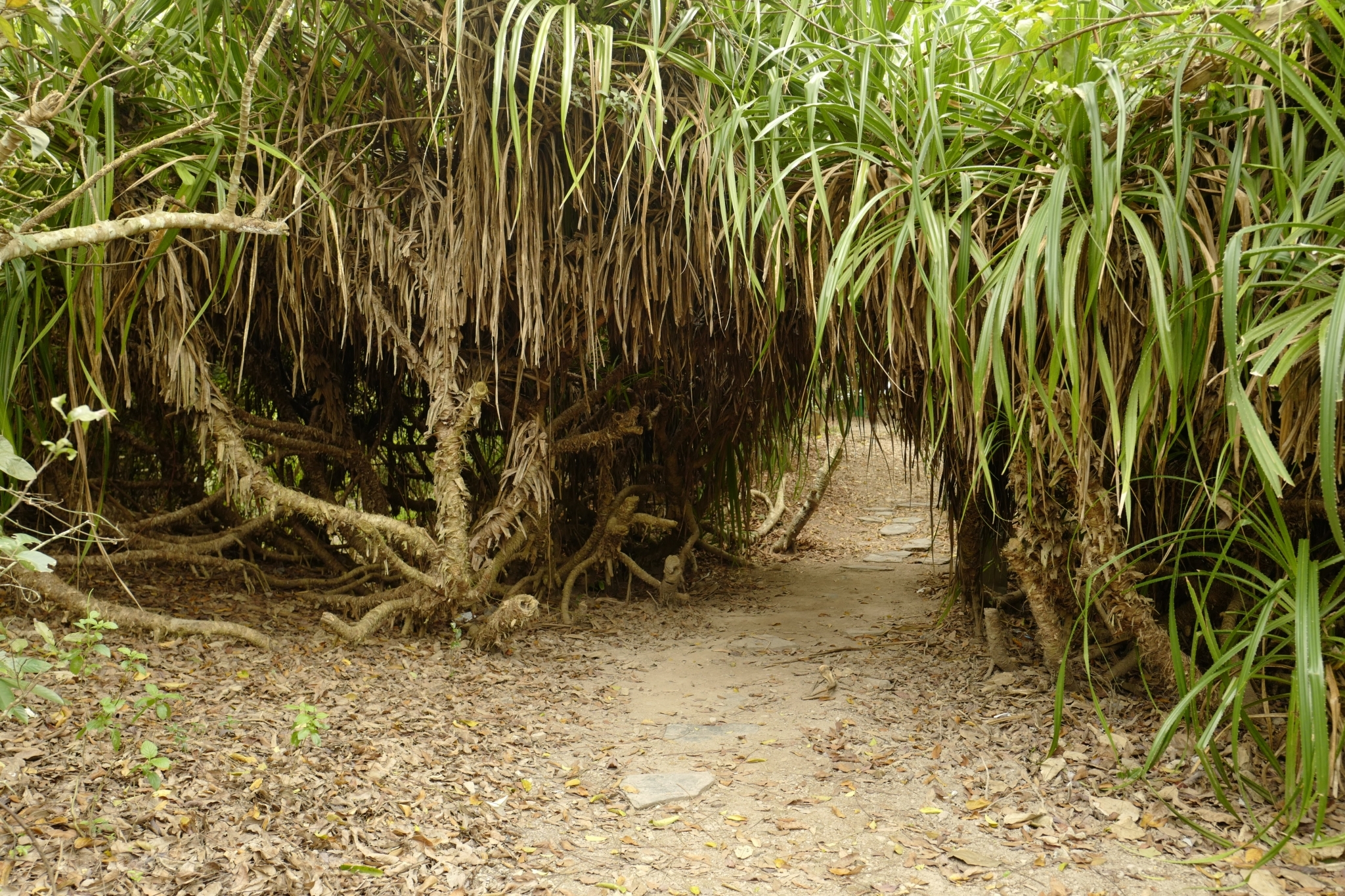 Pandanus tectorius — ảnh 3