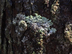 Hypogymnia incurvoides