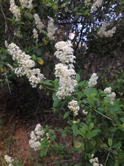 Ceanothus integerrimus