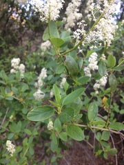 Ceanothus integerrimus
