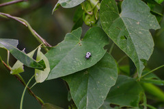 Omophoita octoguttata