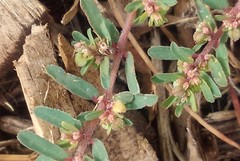 Euphorbia maculata