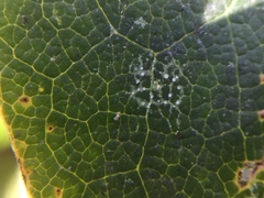 Fellhanera bouteillei