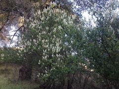 Ceanothus integerrimus