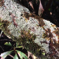 Mycoblastus caesius