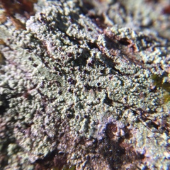 Mycoblastus caesius