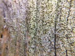 Lecidea leprarioides