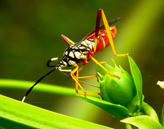 Holhymenia histrio