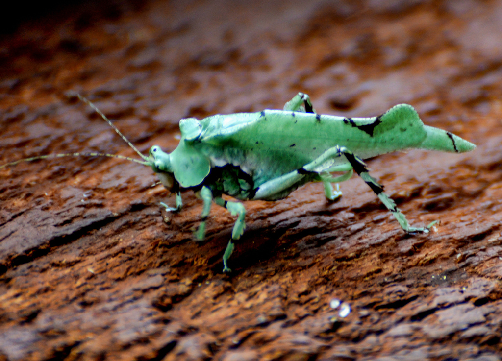 Lichenomorphus pirani