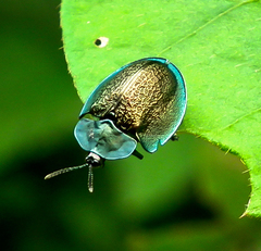 Cyrtonota thalassina