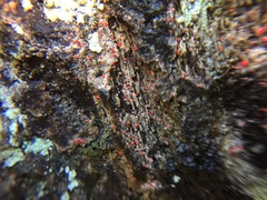 Arthonia kermesina