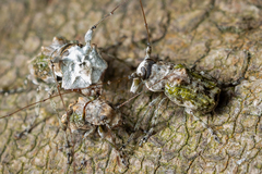 Hoherius meinertzhageni