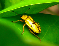 Chauliognathus flavipes