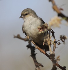 Anthoscopus musculus
